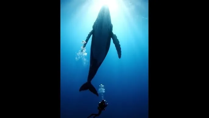 海棠书院自由阅读网址 - 深蓝星球：探索海洋深处的未知世界
